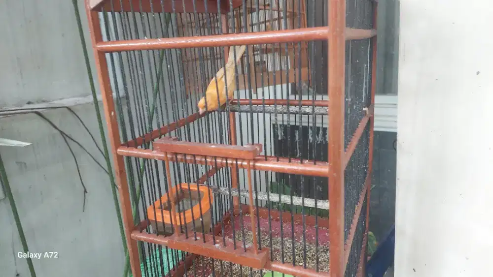 Kenari merlok merah lokal betina dewasa