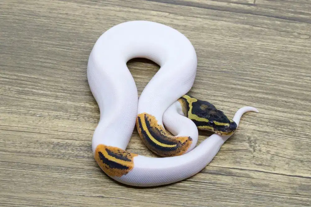 Ballpython Yellow Belly Pied