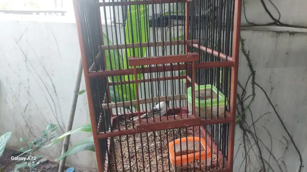 Kenari loper panda betina 6bulanan