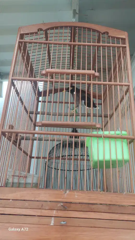 Jalak nias jantan aktif sehat