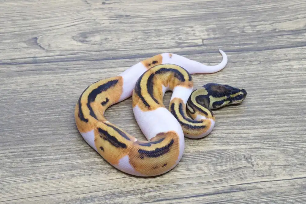 Ballpython Orange Dream Pied