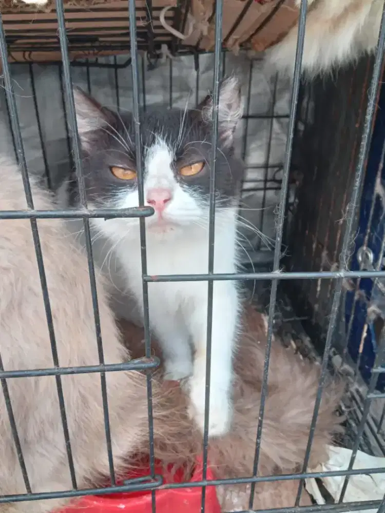 Kucing mixdom betina