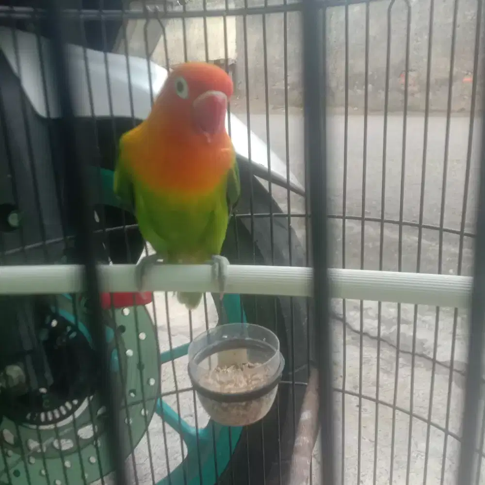 Jual Lovbird Biola Green Fullset