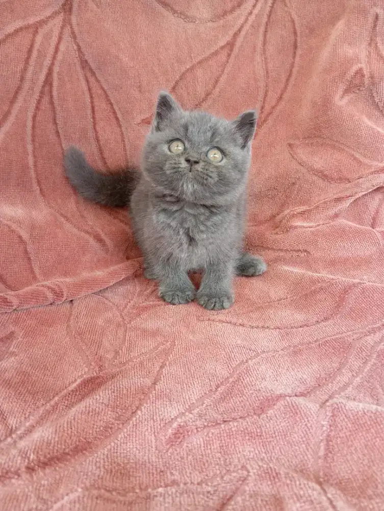 BRITISH SHORTHAIR/BSH