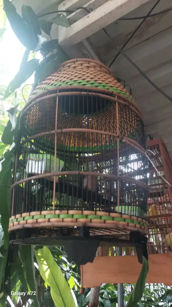 Perkutut bangkok ring betina dewasa