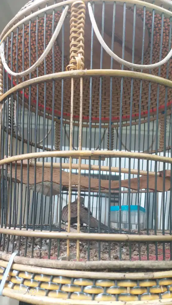 Perkutut cemani betina dewasa