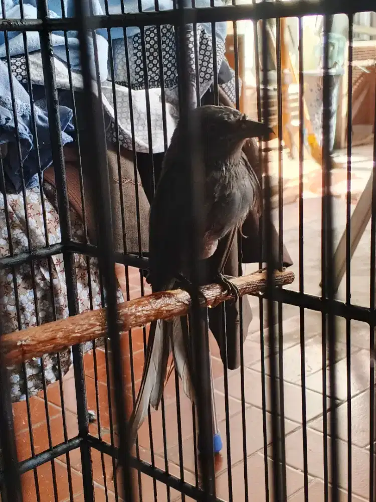 Srigunting abu isian cililin kapas tembak trucuk dll