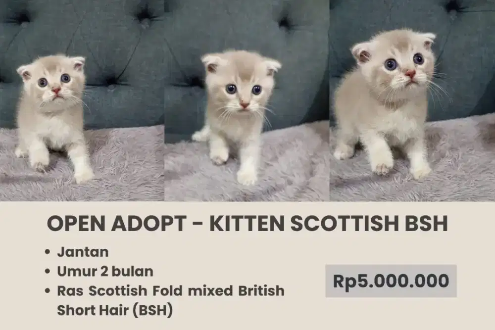 Kitten Scottish BSH