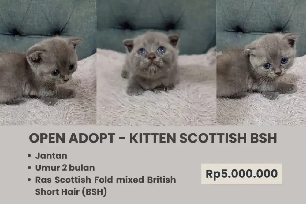 Kitten Scottish BSH