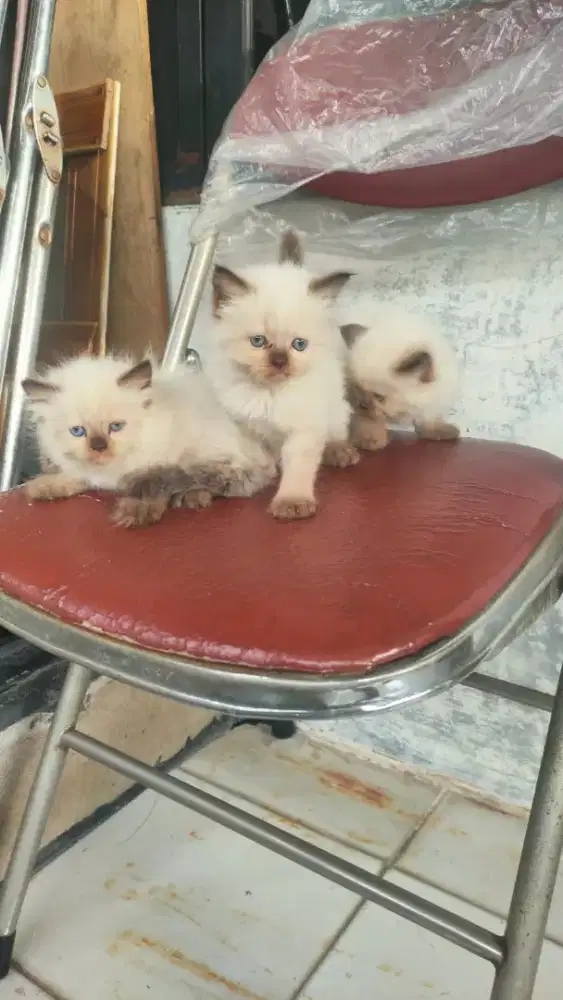 Kucing Himalaya Kitten Female