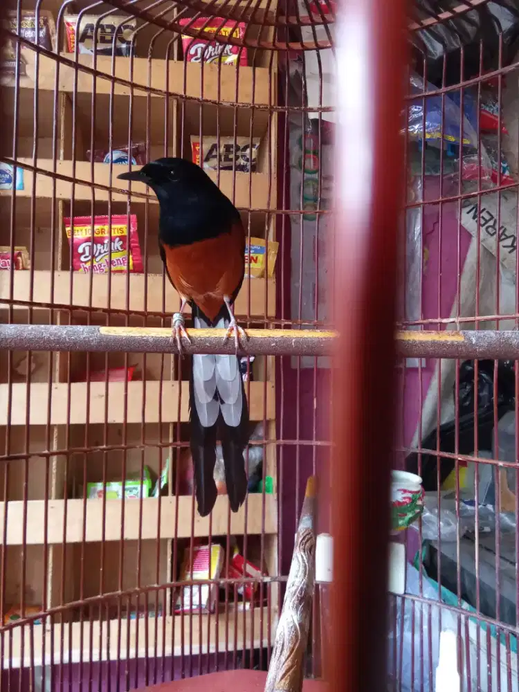 Burung murai ekor 21