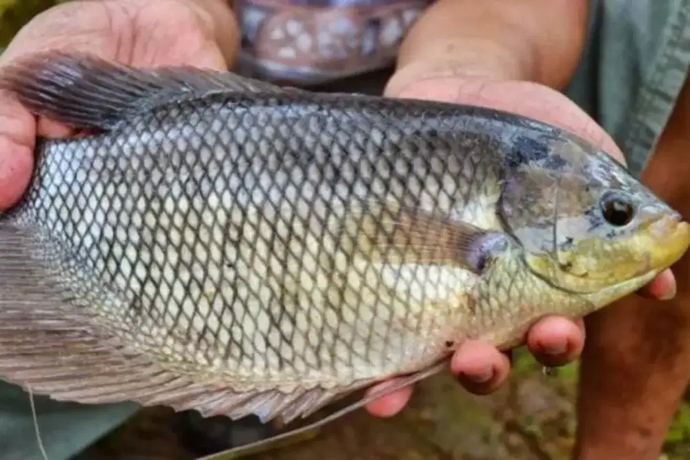 Ikan Gurame Gurami Hidup atau segar