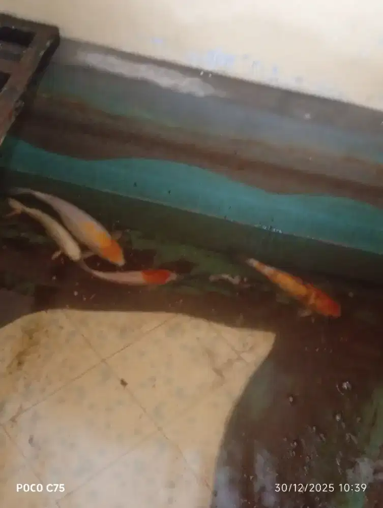 Ikan Koi 25 sd 45cm Sehat Tebal