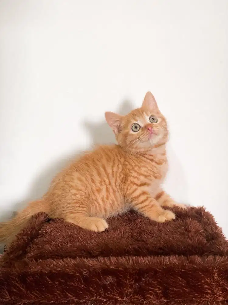 Kitten Britis Shirt Hair