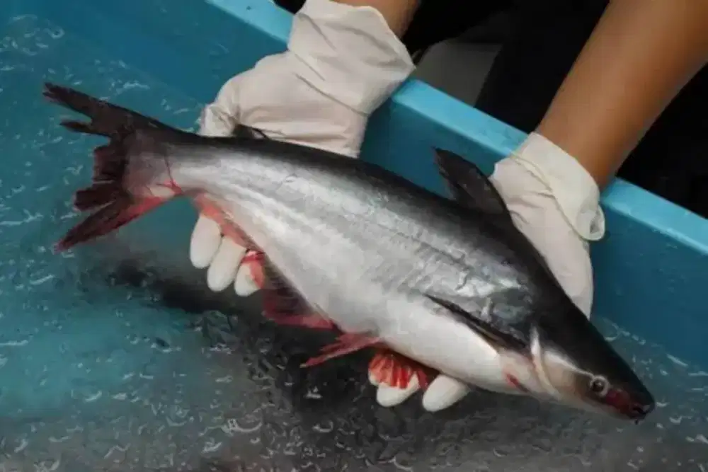 Ikan patin Hidup atau segar