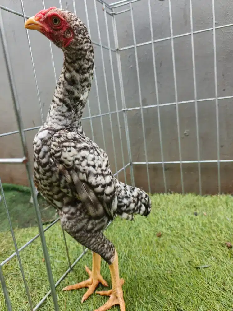 Ko Shamo Mini Jepang Jantan