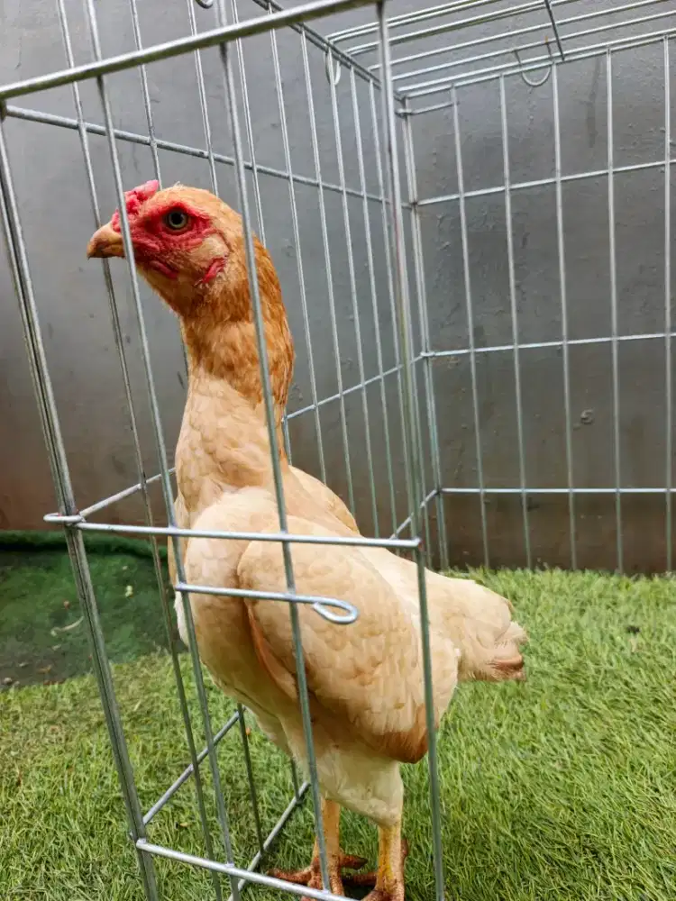 Ko Shamo mini jepang betina siap produksi