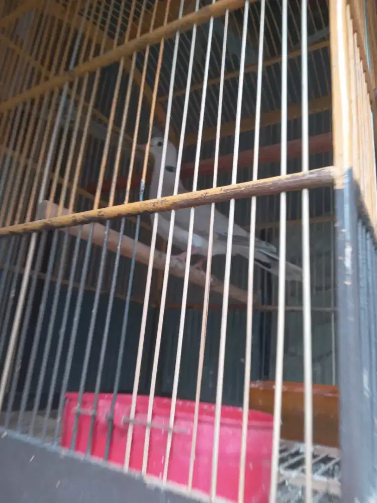 Burung puter lokal sama kandang
