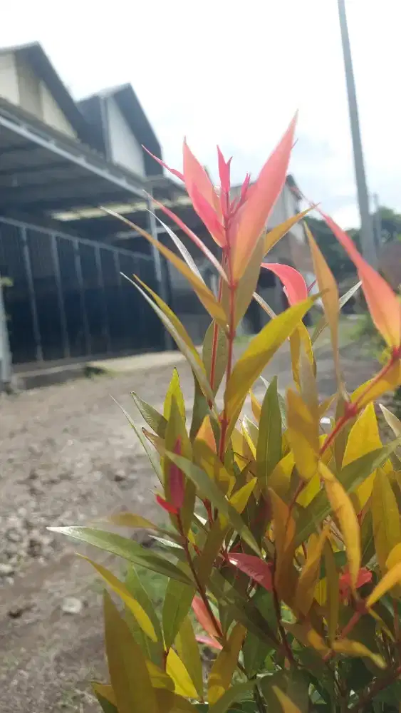 Menjelang tahun baru 2026, waktunya punya rumah villa bandung impian!