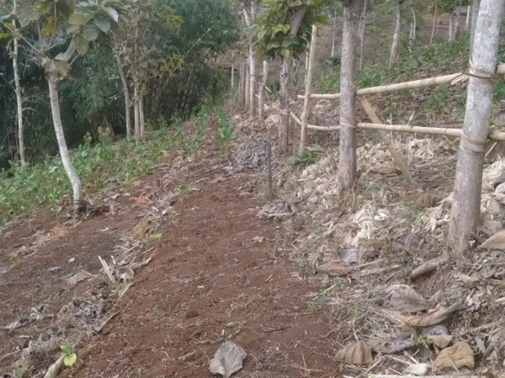 Tanah sudah ada pohon duren cocok untuk investasi dan wisata di Ciwangi Limbangan Garut Ref.05176