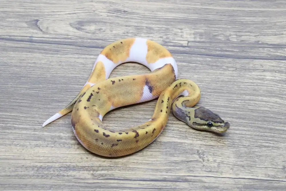 Ballpython Pinstripe Pied Het Lavender