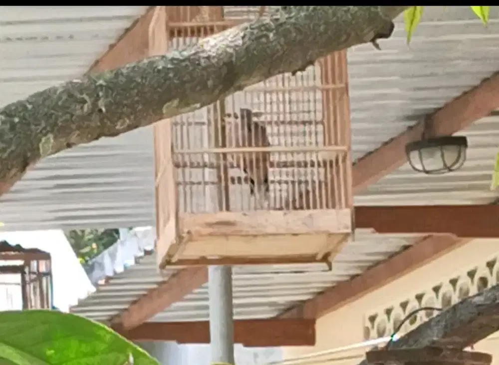 Burung derkuku lokal irama bagus