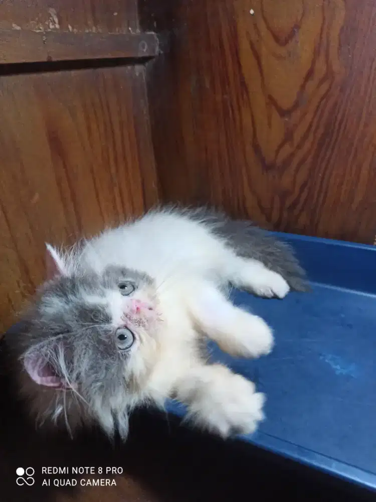 Peaknose kitten green eye