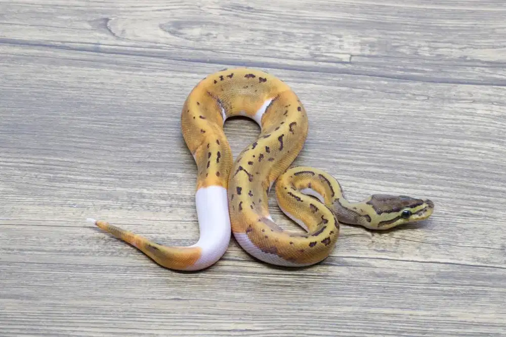 Ballpython Pinstripe Pied Het Lavender