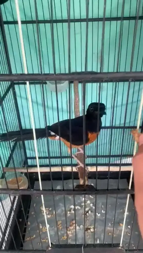 burung murai jantan jinak