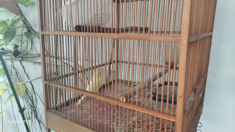 Kenari AF betina dewasa plus kandang