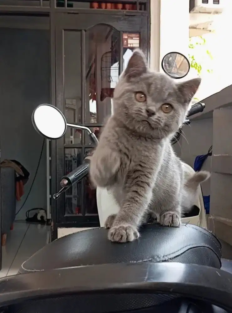 BRITISH SHORTHAIR/BSH BLUE