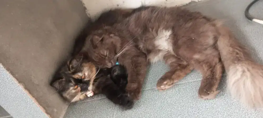 Persia Sepasang umur 2,5tahun flatnose