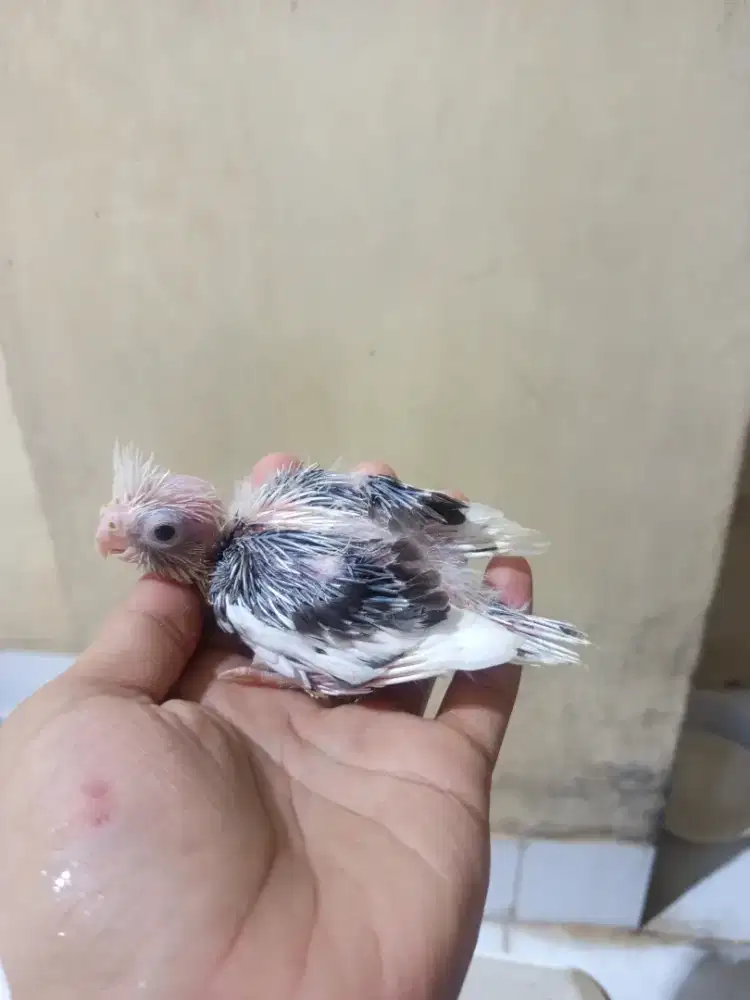 Lolohan burung Falk australi