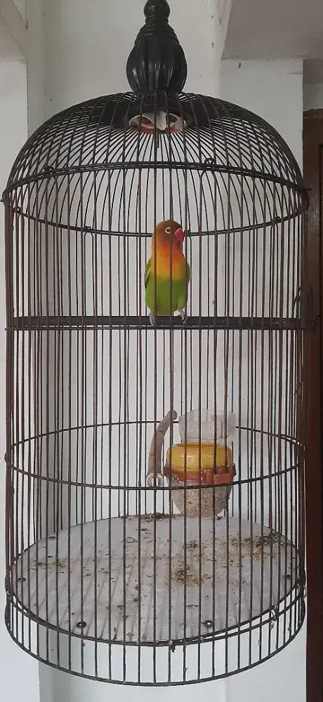Lovebird prospek