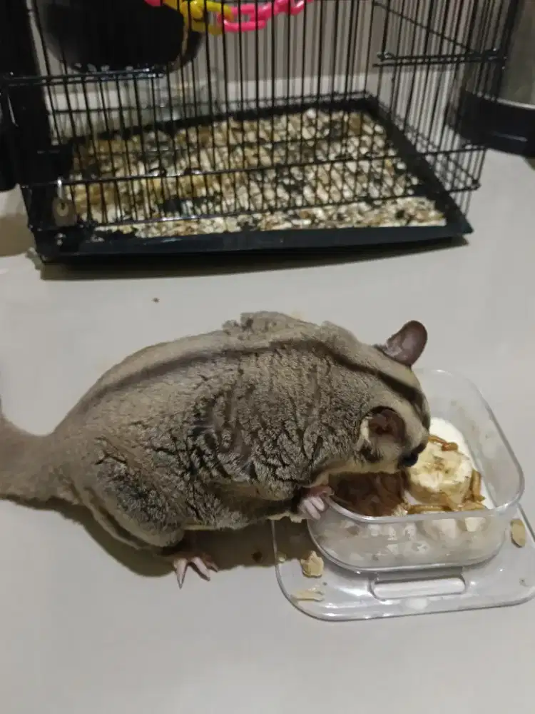 Suger gelider 1 pasang