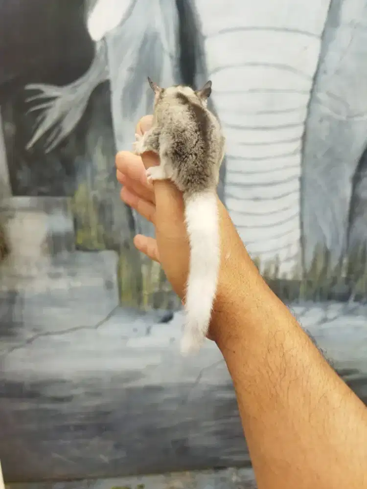 sugar Glider mozaic jantan