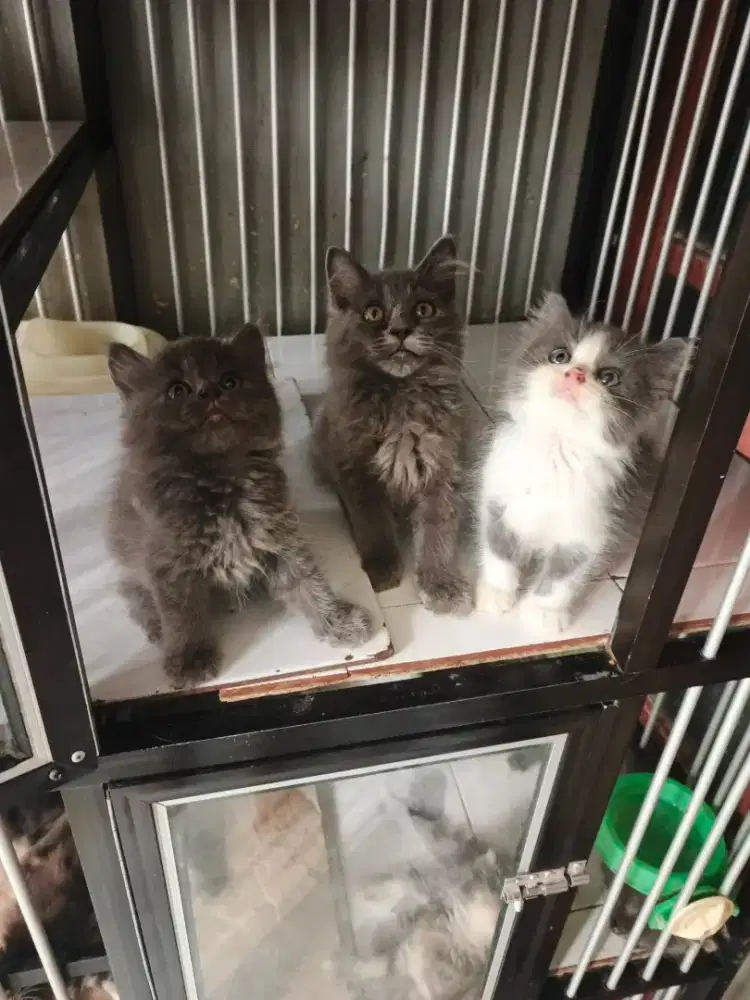 Persia betina 2,5 bulan