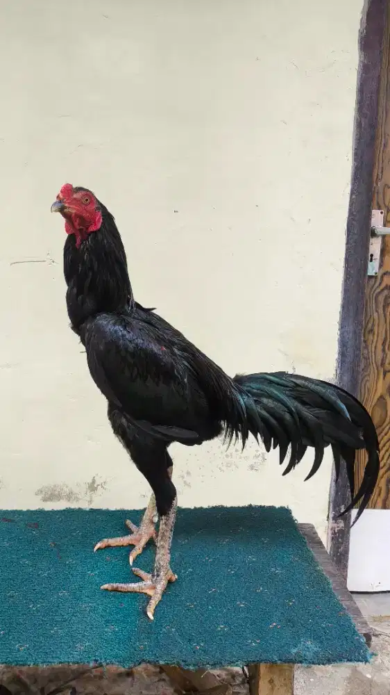 Ayam black bull