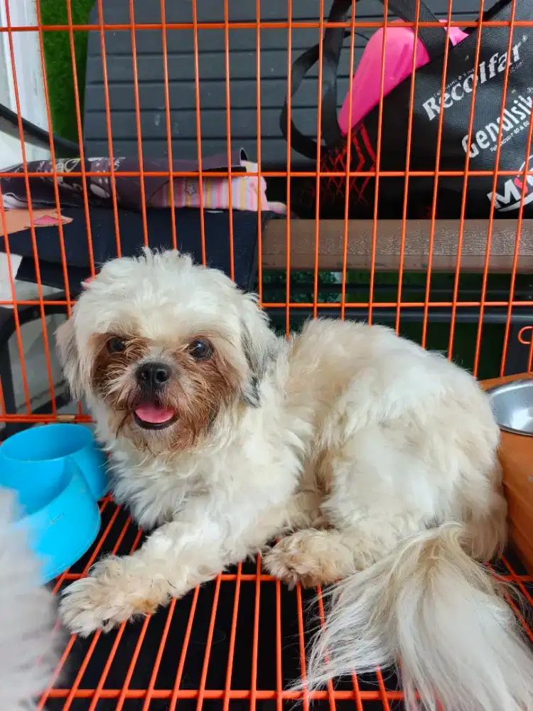 Anjing Shitzu jantan, sudah vaksin, obat cacing, umur 12bln