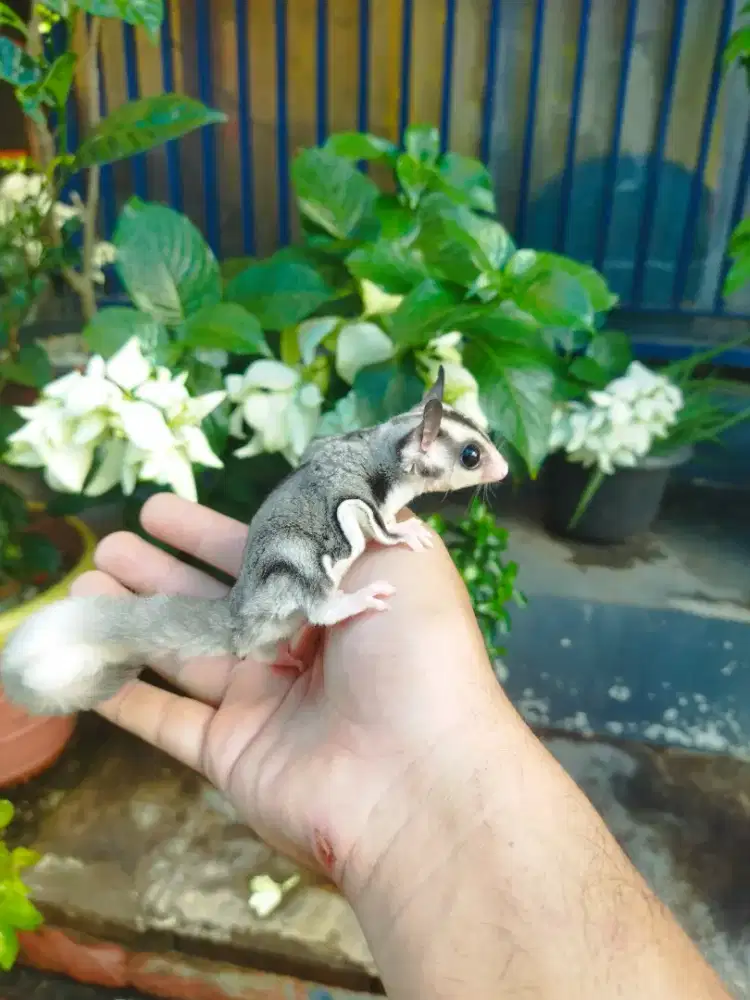 Sugar Glider Mozaic Jantan