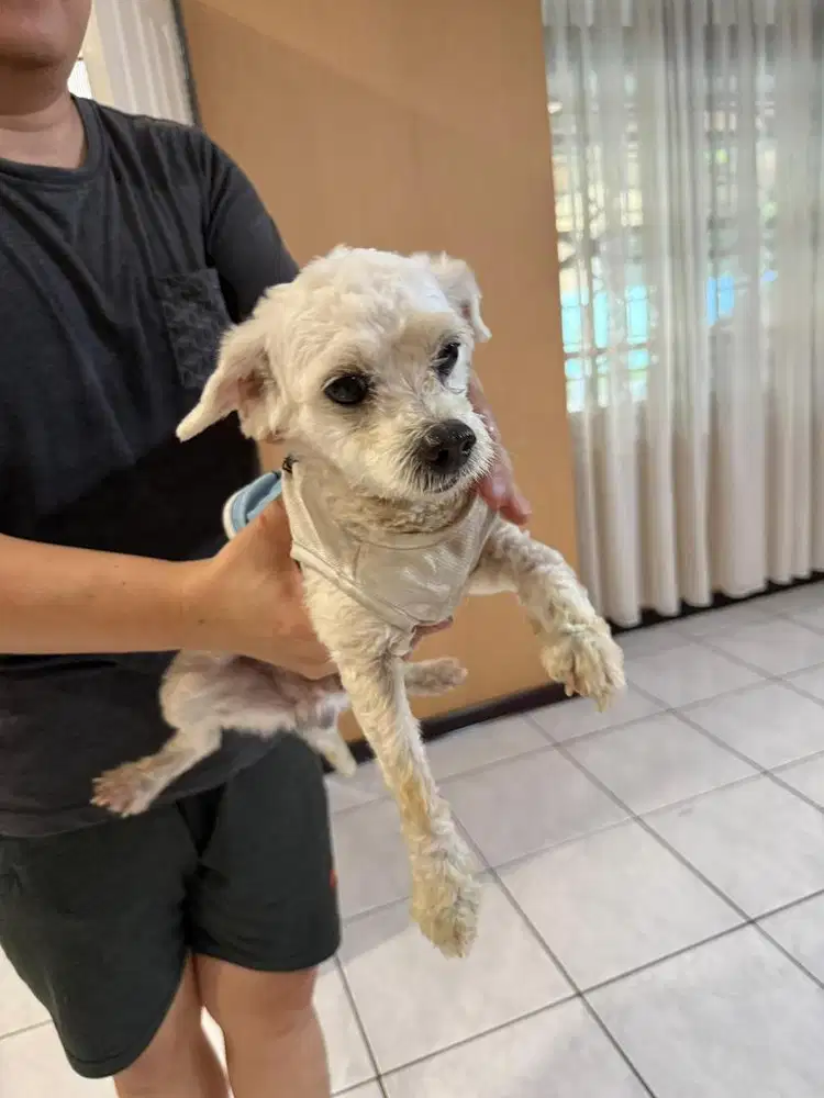 Adopt Anjing Maltese Mix Poodle