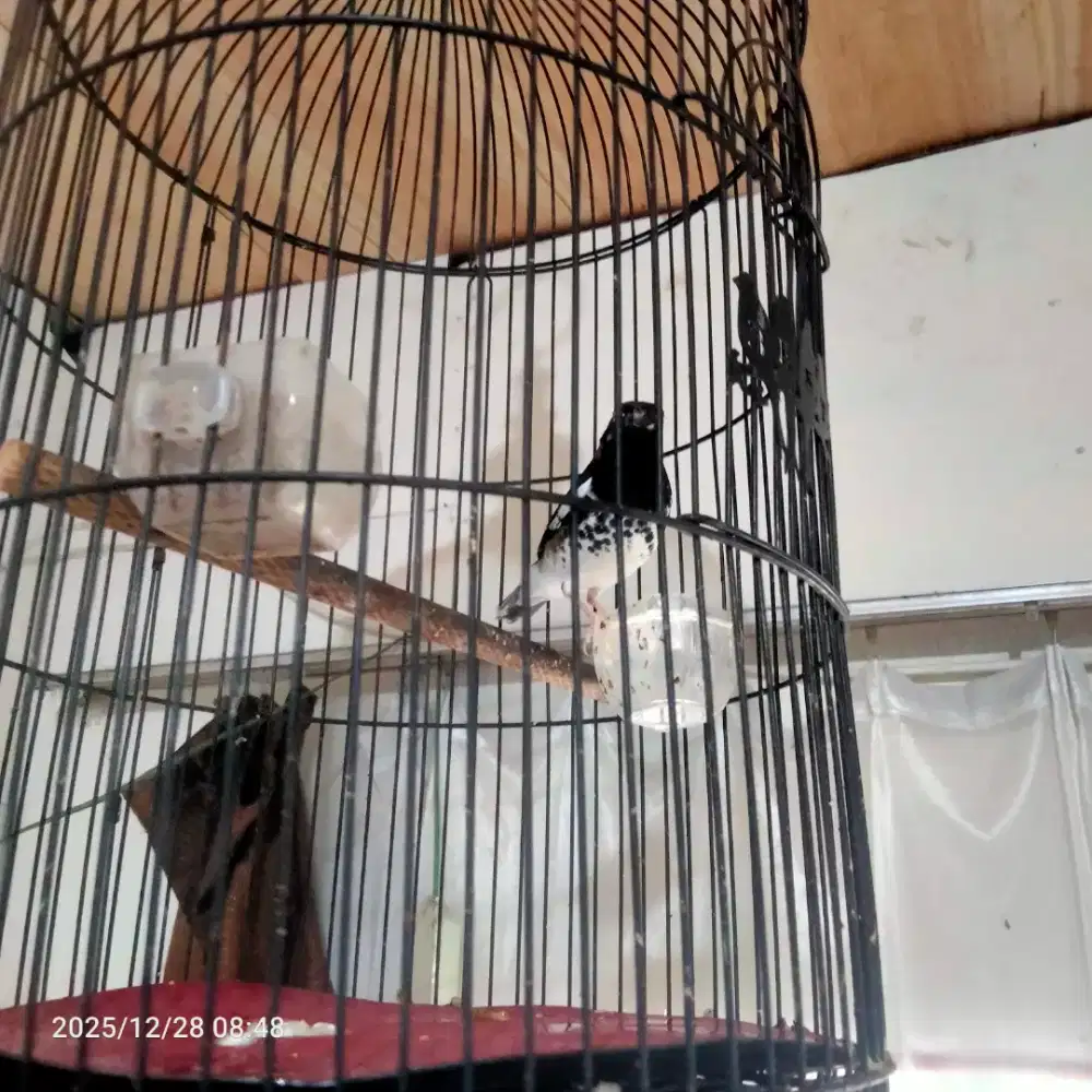 burung anis kembang jantan mulus