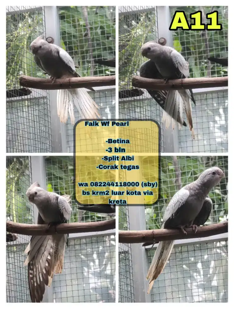 Falk Wf pearl (split albi)