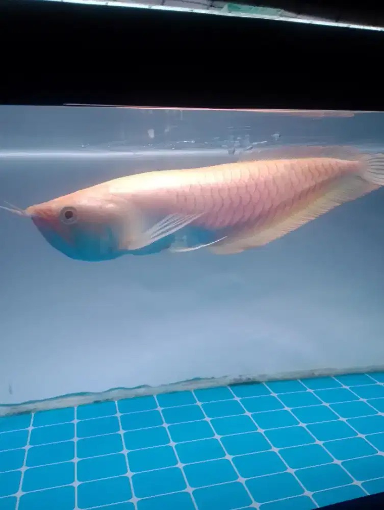 Ikan arwana silver albino