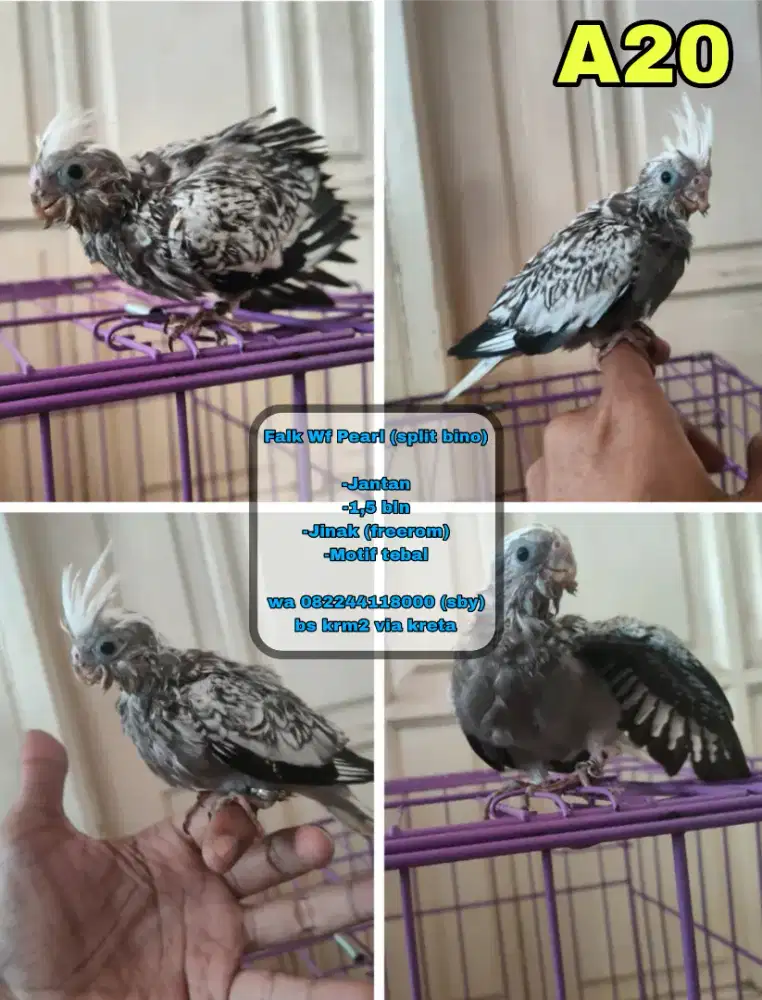 Falk Wf Pearl (split bino)