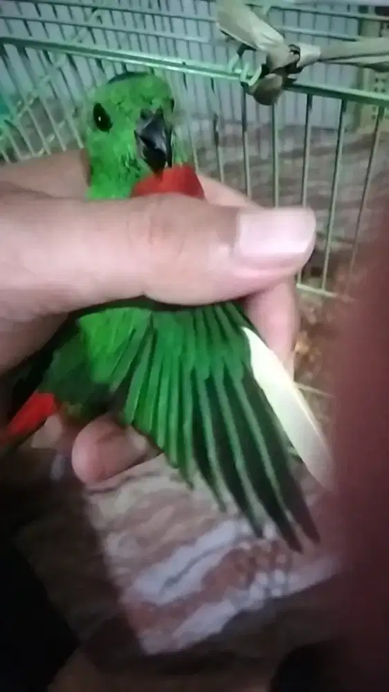 burung lovebird banjar lokal