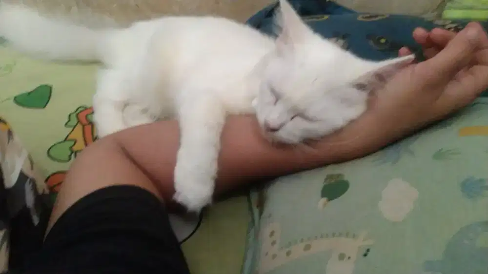 Persia betina buku kapas