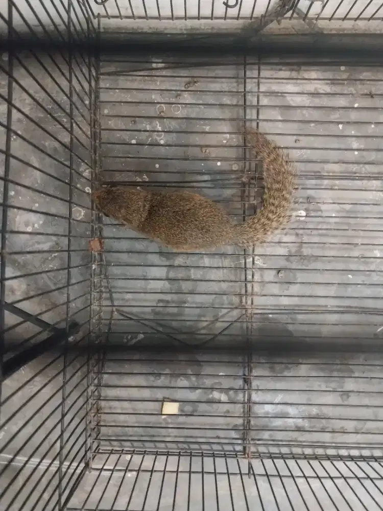 Di cari anakan tupai kelapa