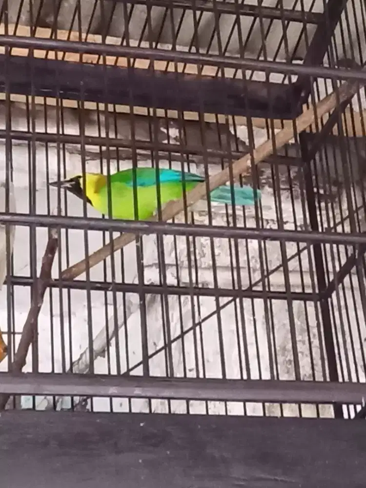 Cakran palmas dijual