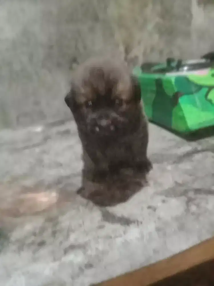 Anak anjing gsd umur 2 bulan  jinak dan aktif bulu bagus